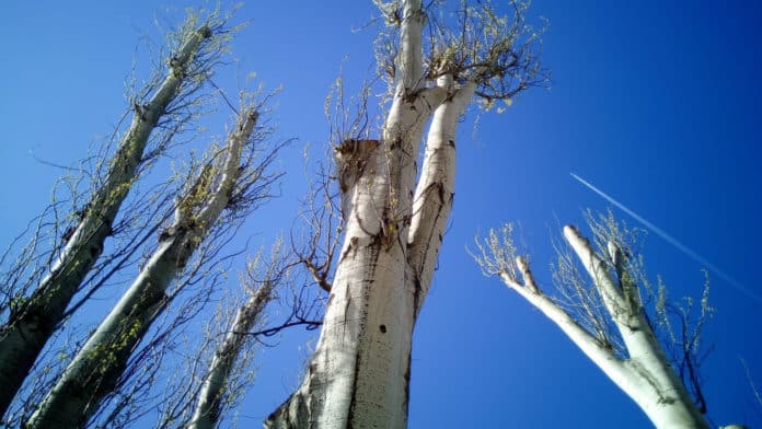 Des experts prennent soin de vos arbres et de vos espaces verts